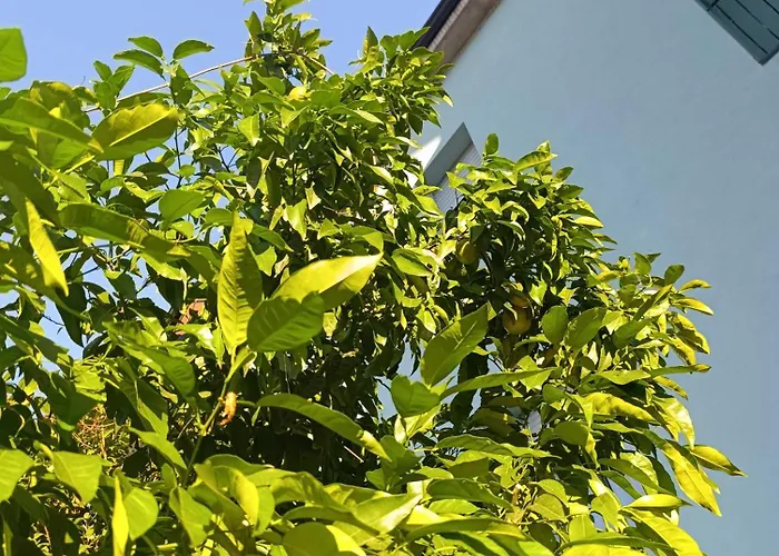 Callisto Vicino Al Con Un'atmosfera Calorosa E Giardino Apartament Dervio