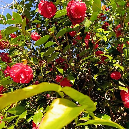 Callisto Vicino Al Con Un'atmosfera Calorosa E Giardino Appartement Dervio