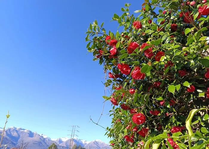 Callisto Appartamento