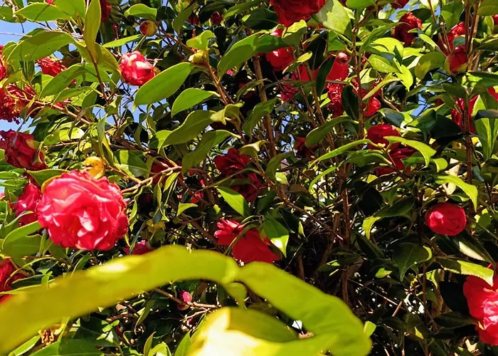 Callisto Appartamento Dervio