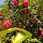 Callisto Vicino Al Con Un'atmosfera Calorosa E Giardino アパート デルヴィオ